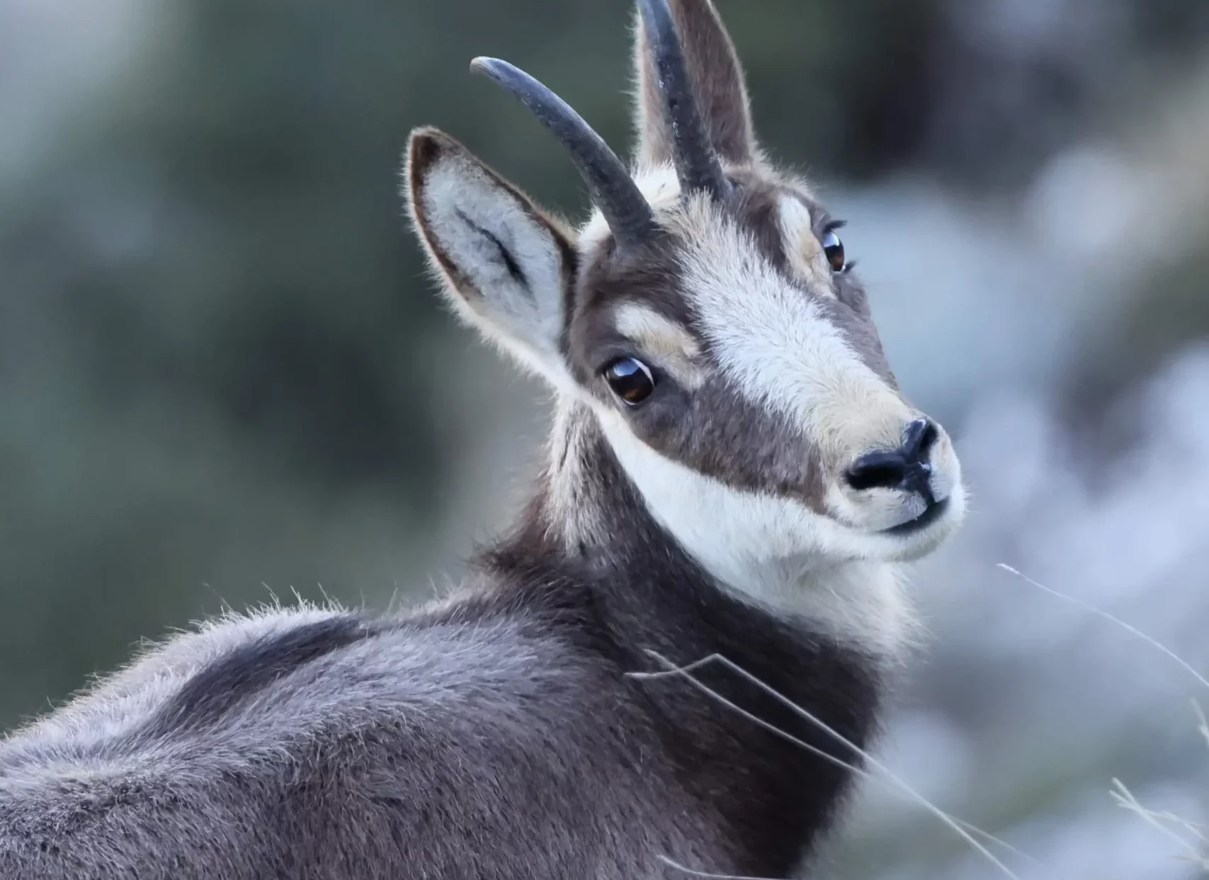 Rando Chamois