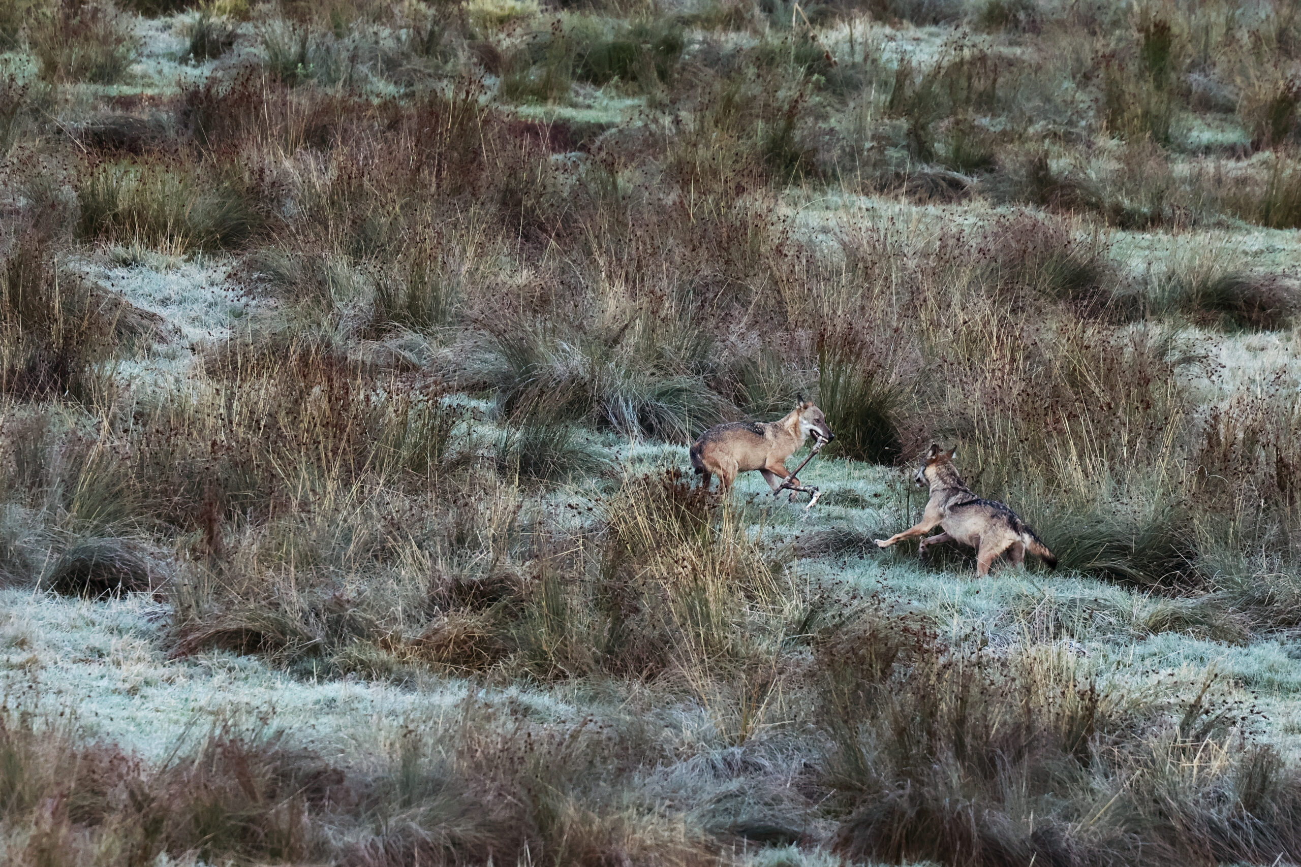 Loup qui es-tu ? Une randonnée sur les traces du loup
